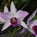 Laelia purpurata